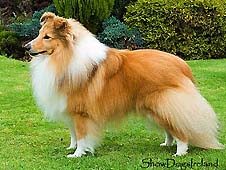 Philhope shetland best sale sheepdogs